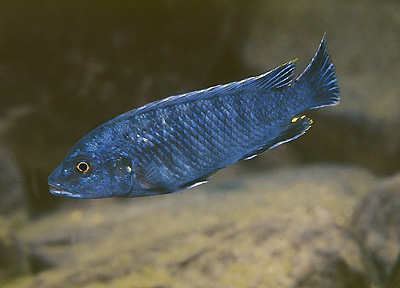 Pseudotropheus benetos 'Makonde'